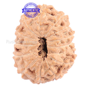 13 Mukhi Indonesian Rudraksha - Bead No. 114