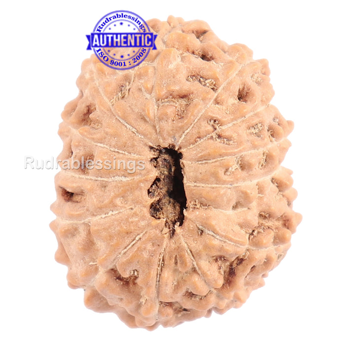 13 Mukhi Indonesian Rudraksha - Bead No. 114