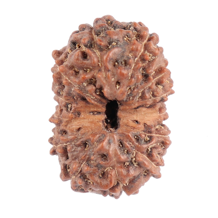 13 Mukhi Indonesian Rudraksha - Bead No. 118