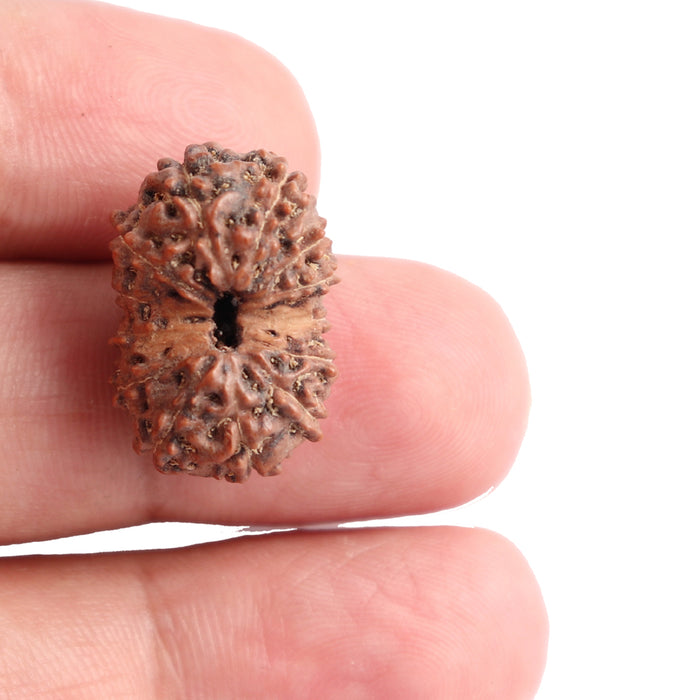 13 Mukhi Indonesian Rudraksha - Bead No. 118