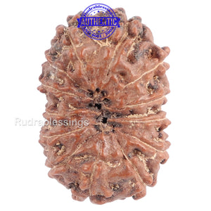 13 Mukhi Indonesian Rudraksha - Bead No. 118