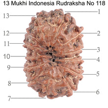 Load image into Gallery viewer, 13 Mukhi Indonesian Rudraksha - Bead No. 118
