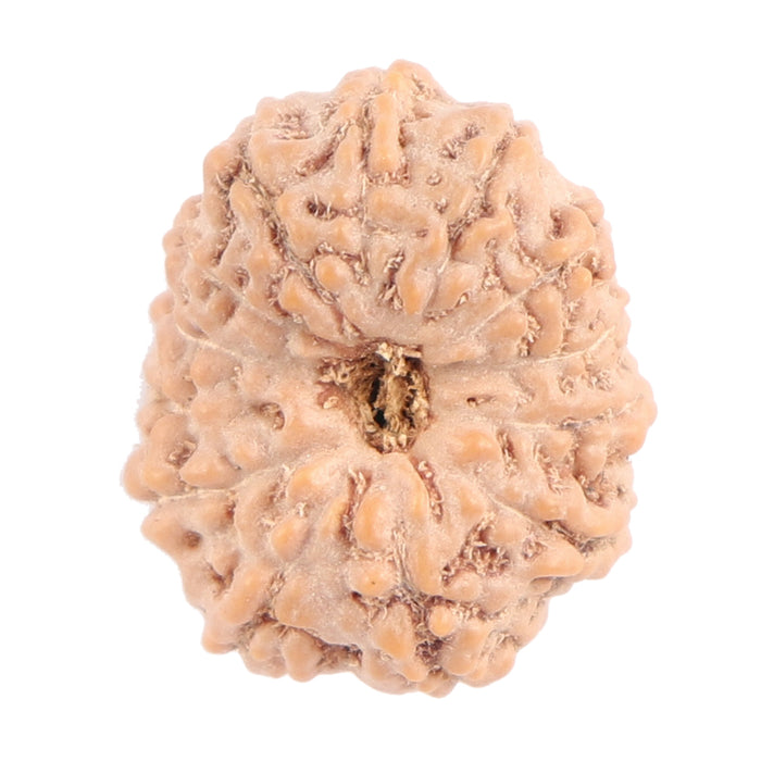 13 Mukhi Indonesian Rudraksha - Bead No. 120