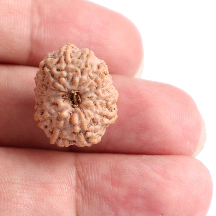 13 Mukhi Indonesian Rudraksha - Bead No. 120