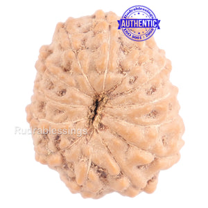 13 Mukhi Indonesian Rudraksha - Bead No. 120