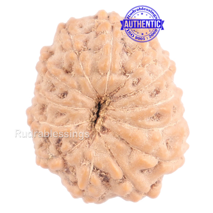 13 Mukhi Indonesian Rudraksha - Bead No. 120
