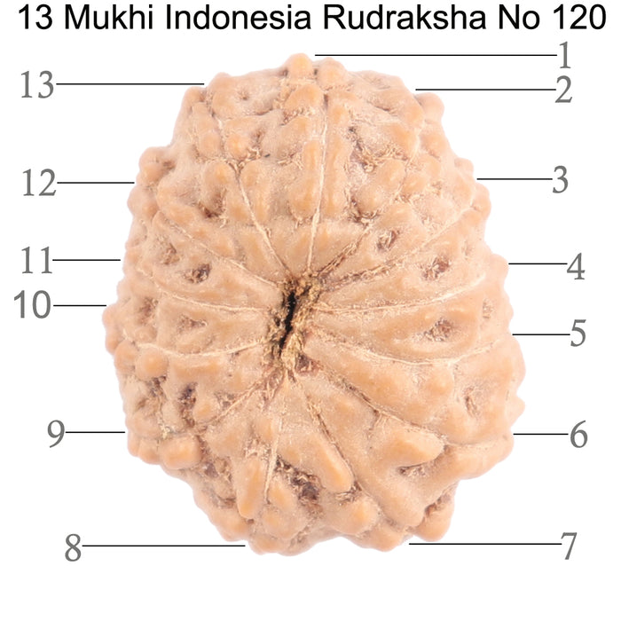 13 Mukhi Indonesian Rudraksha - Bead No. 120