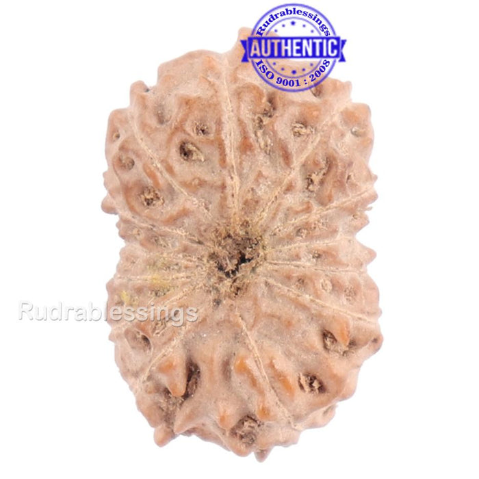 13 Mukhi Indonesian Rudraksha - Bead No. 121