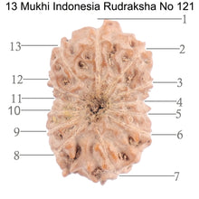 Load image into Gallery viewer, 13 Mukhi Indonesian Rudraksha - Bead No. 121
