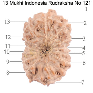 13 Mukhi Indonesian Rudraksha - Bead No. 121
