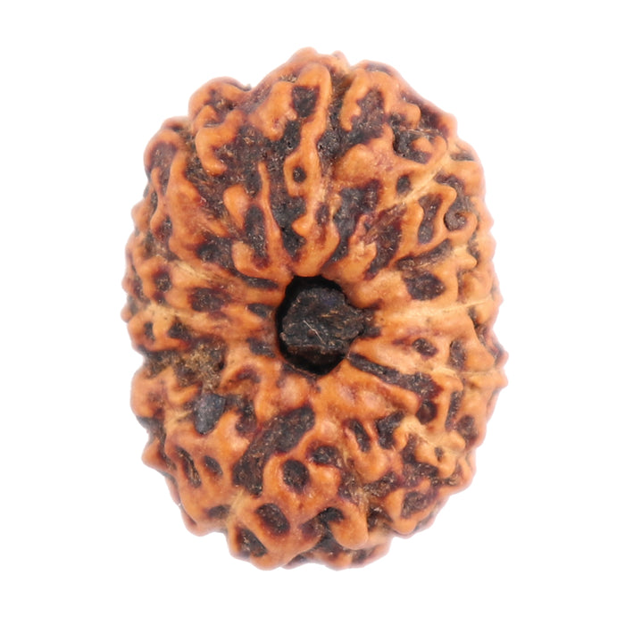 13 Mukhi Indonesian Rudraksha - Bead No. 126