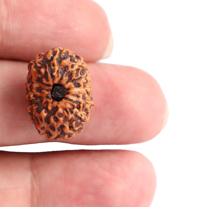 13 Mukhi Indonesian Rudraksha - Bead No. 126