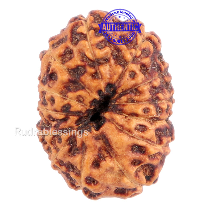13 Mukhi Indonesian Rudraksha - Bead No. 126
