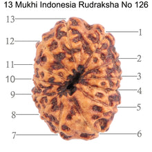 Load image into Gallery viewer, 13 Mukhi Indonesian Rudraksha - Bead No. 126
