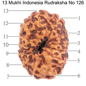 13 Mukhi Indonesian Rudraksha - Bead No. 126