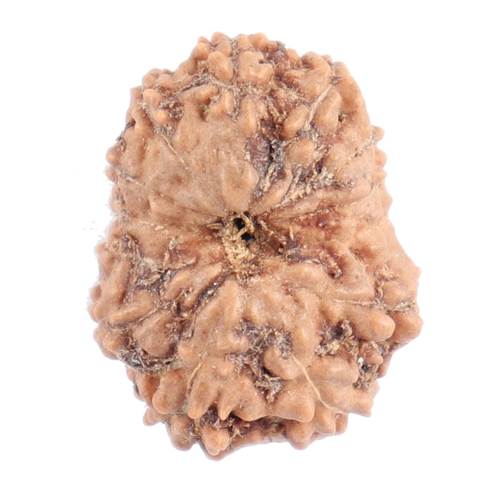 13 Mukhi Indonesian Rudraksha - Bead No. 127