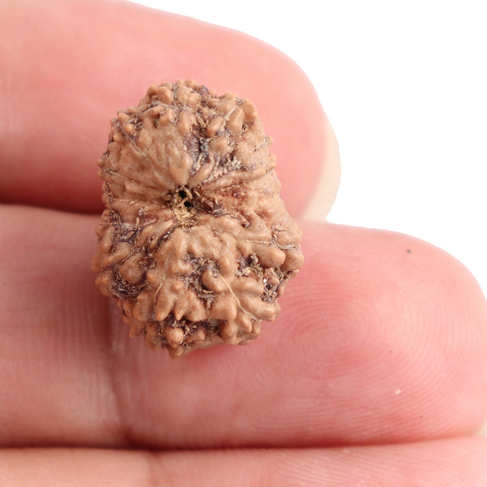 13 Mukhi Indonesian Rudraksha - Bead No. 127