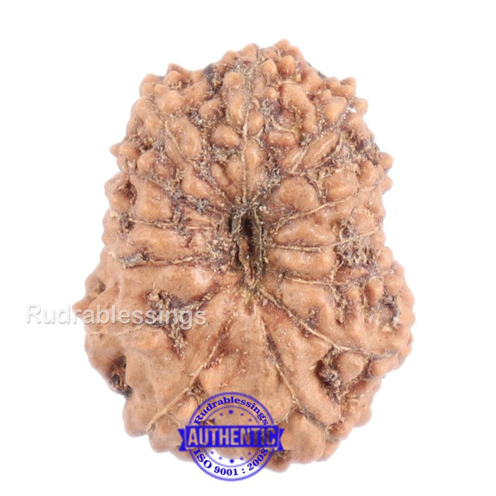 13 Mukhi Indonesian Rudraksha - Bead No. 127
