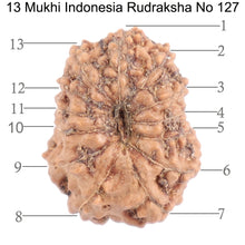 Load image into Gallery viewer, 13 Mukhi Indonesian Rudraksha - Bead No. 127
