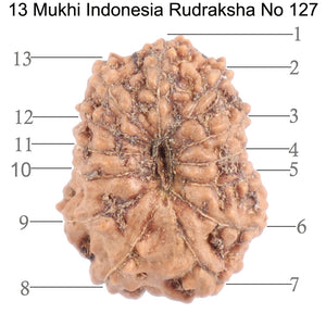 13 Mukhi Indonesian Rudraksha - Bead No. 127