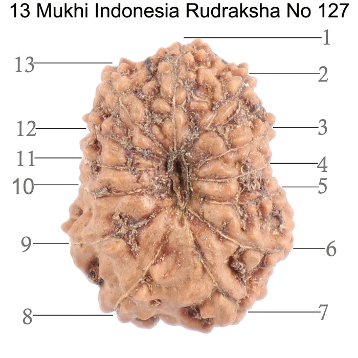 13 Mukhi Indonesian Rudraksha - Bead No. 127