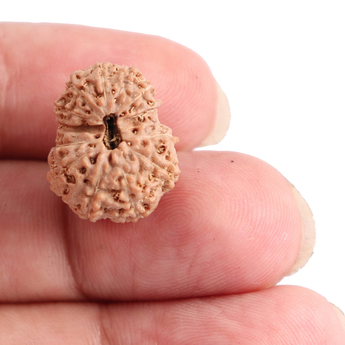 13 Mukhi Indonesian Rudraksha - Bead No. 129