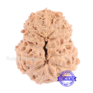 13 Mukhi Indonesian Rudraksha - Bead No. 129