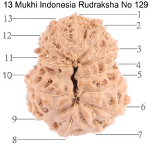 Load image into Gallery viewer, 13 Mukhi Indonesian Rudraksha - Bead No. 129
