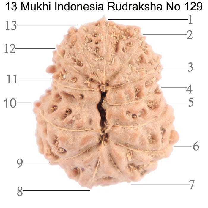 13 Mukhi Indonesian Rudraksha - Bead No. 129