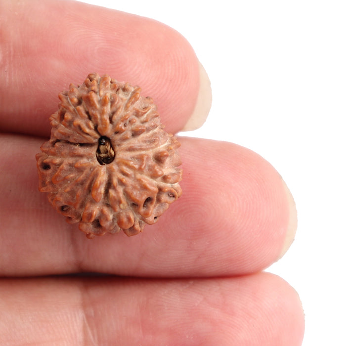 13 Mukhi Indonesian Rudraksha - Bead No. 131