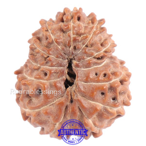 13 Mukhi Indonesian Rudraksha - Bead No. 131