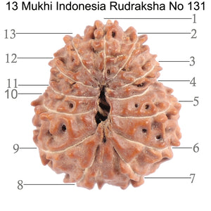 13 Mukhi Indonesian Rudraksha - Bead No. 131