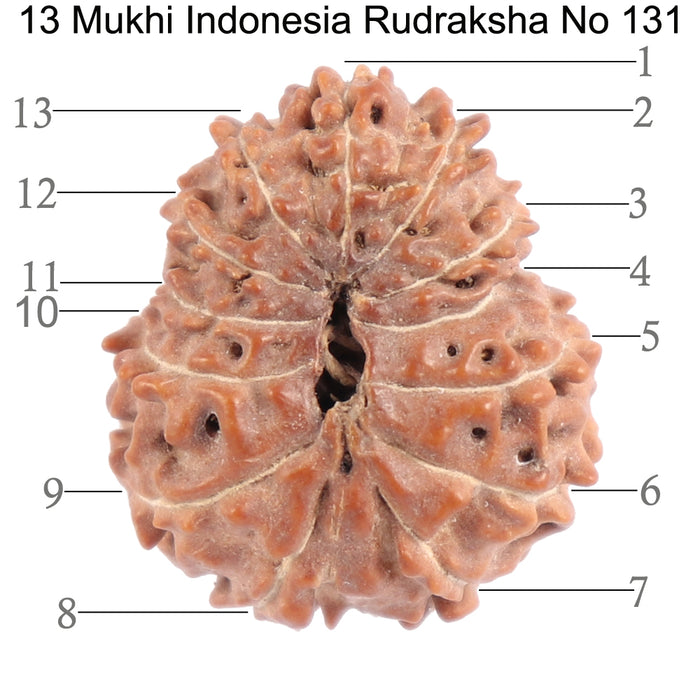 13 Mukhi Indonesian Rudraksha - Bead No. 131