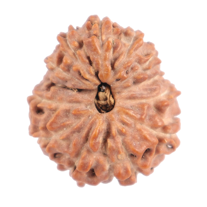 13 Mukhi Indonesian Rudraksha - Bead No. 131