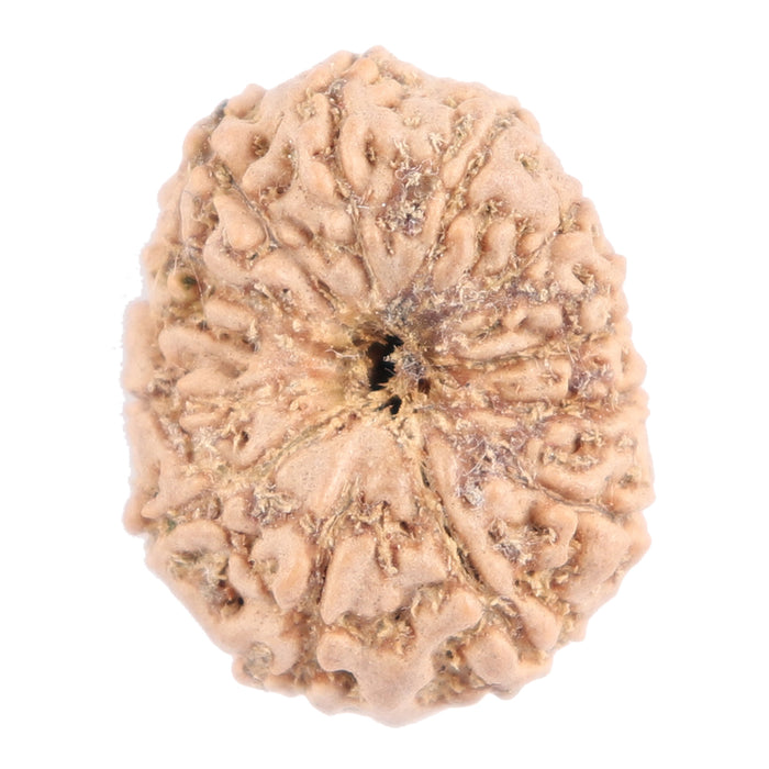 13 Mukhi Indonesian Rudraksha - Bead No. 132