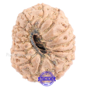 13 Mukhi Indonesian Rudraksha - Bead No. 132