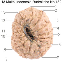 Load image into Gallery viewer, 13 Mukhi Indonesian Rudraksha - Bead No. 132
