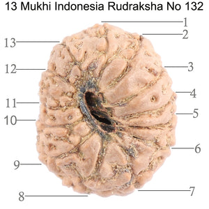 13 Mukhi Indonesian Rudraksha - Bead No. 132