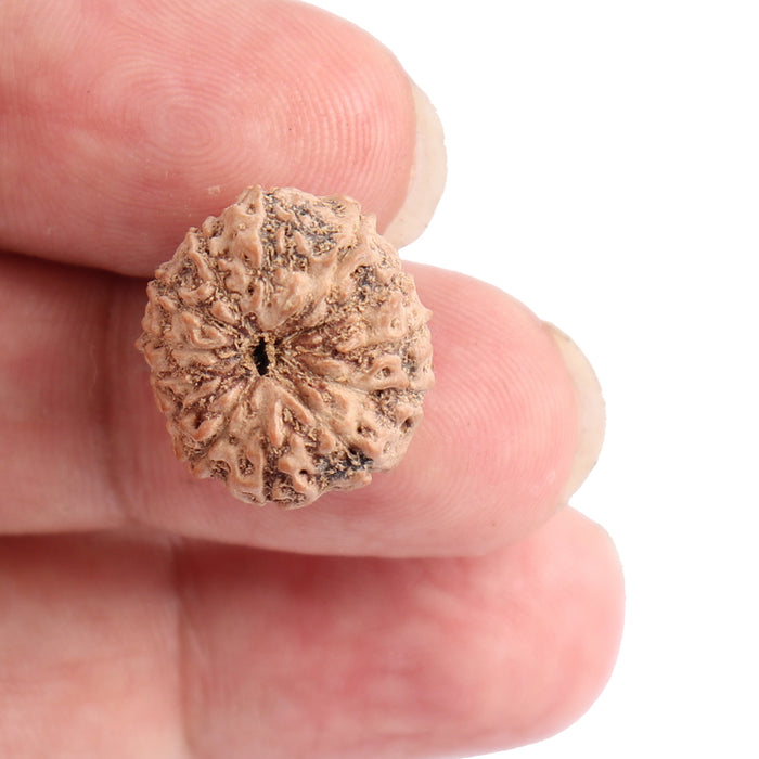 13 Mukhi Indonesian Rudraksha - Bead No. 133