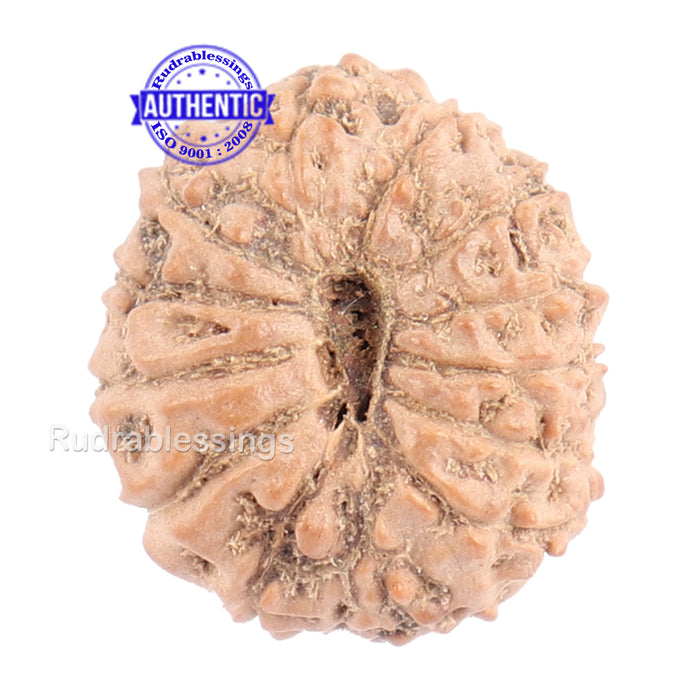13 Mukhi Indonesian Rudraksha - Bead No. 133