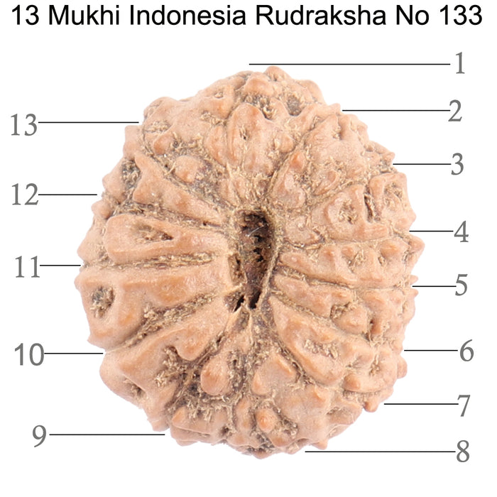 13 Mukhi Indonesian Rudraksha - Bead No. 133
