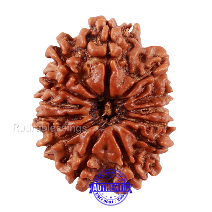 13 Mukhi Nepalese Rudraksha - Bead No. 126