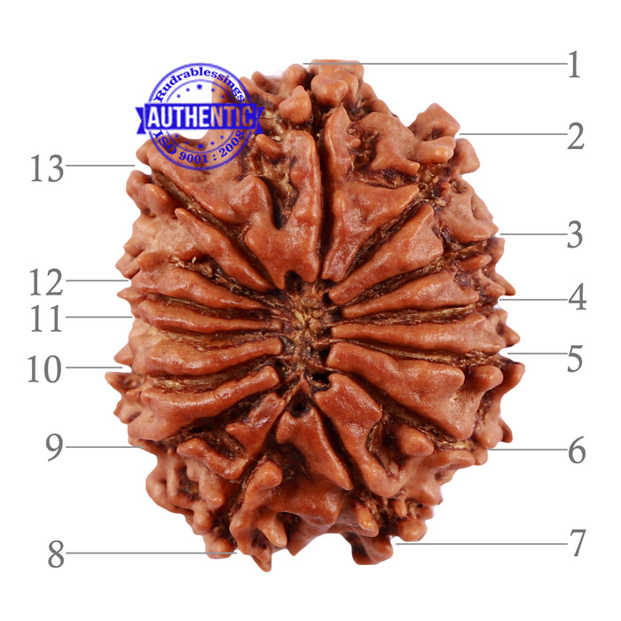 13 Mukhi Nepalese Rudraksha - Bead No. 126