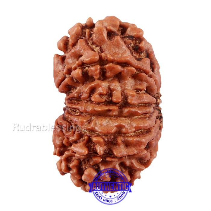 13 Mukhi Nepalese Rudraksha - Bead No. 126