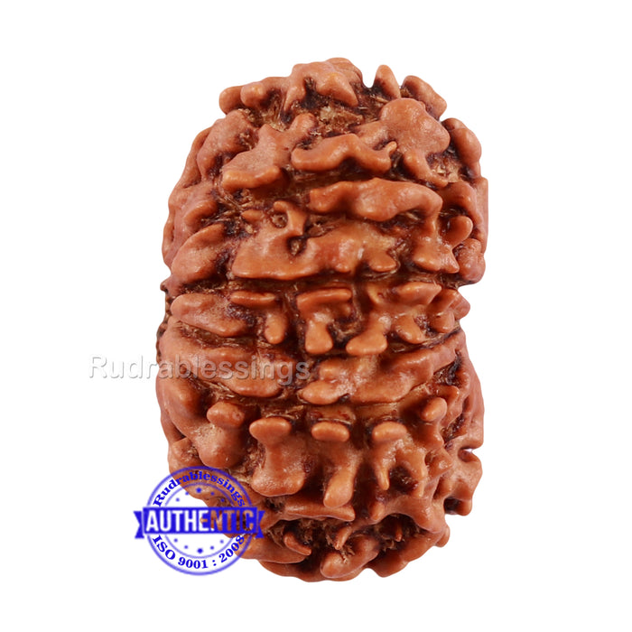 13 Mukhi Nepalese Rudraksha - Bead No. 126
