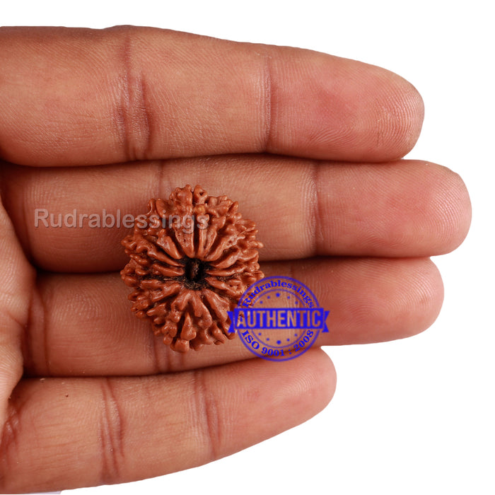 13 Mukhi Nepalese Rudraksha - Bead No. 128