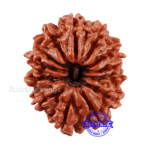 13 Mukhi Nepalese Rudraksha - Bead No. 128