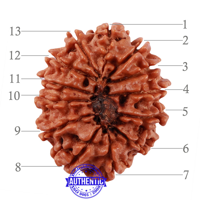 13 Mukhi Nepalese Rudraksha - Bead No. 128