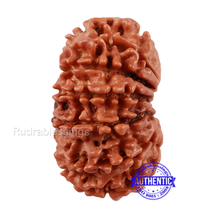 13 Mukhi Nepalese Rudraksha - Bead No. 128