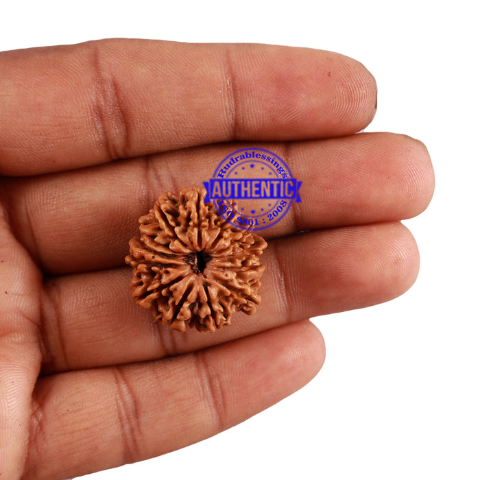 13 Mukhi Nepalese Rudraksha - Bead No. 146